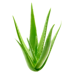 Aloe Veraimage