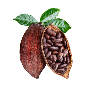 Cocoa Seed Butterimage
