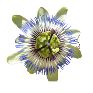 Passion Flowerimage