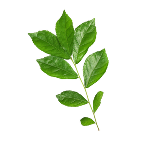 Tea Treeimage